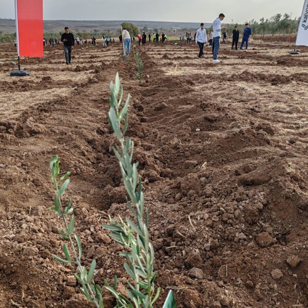 Kilis