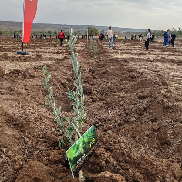 Kilis