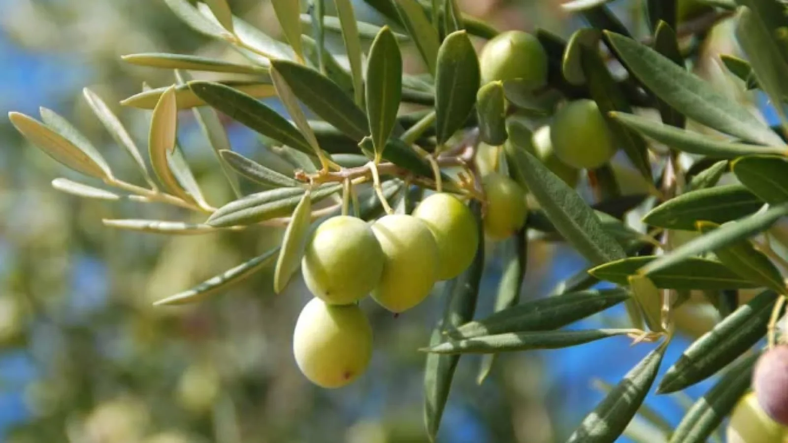 Vakıflar İdaresi, "100 Bin Zeytin Fidanı Dikim” projesini hayata geçirdi