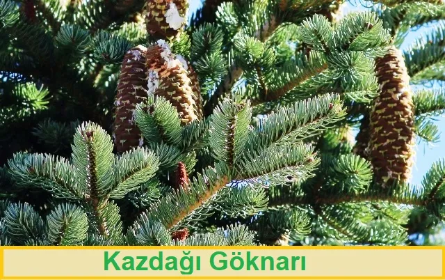 KAZDAĞI GÖKNARI