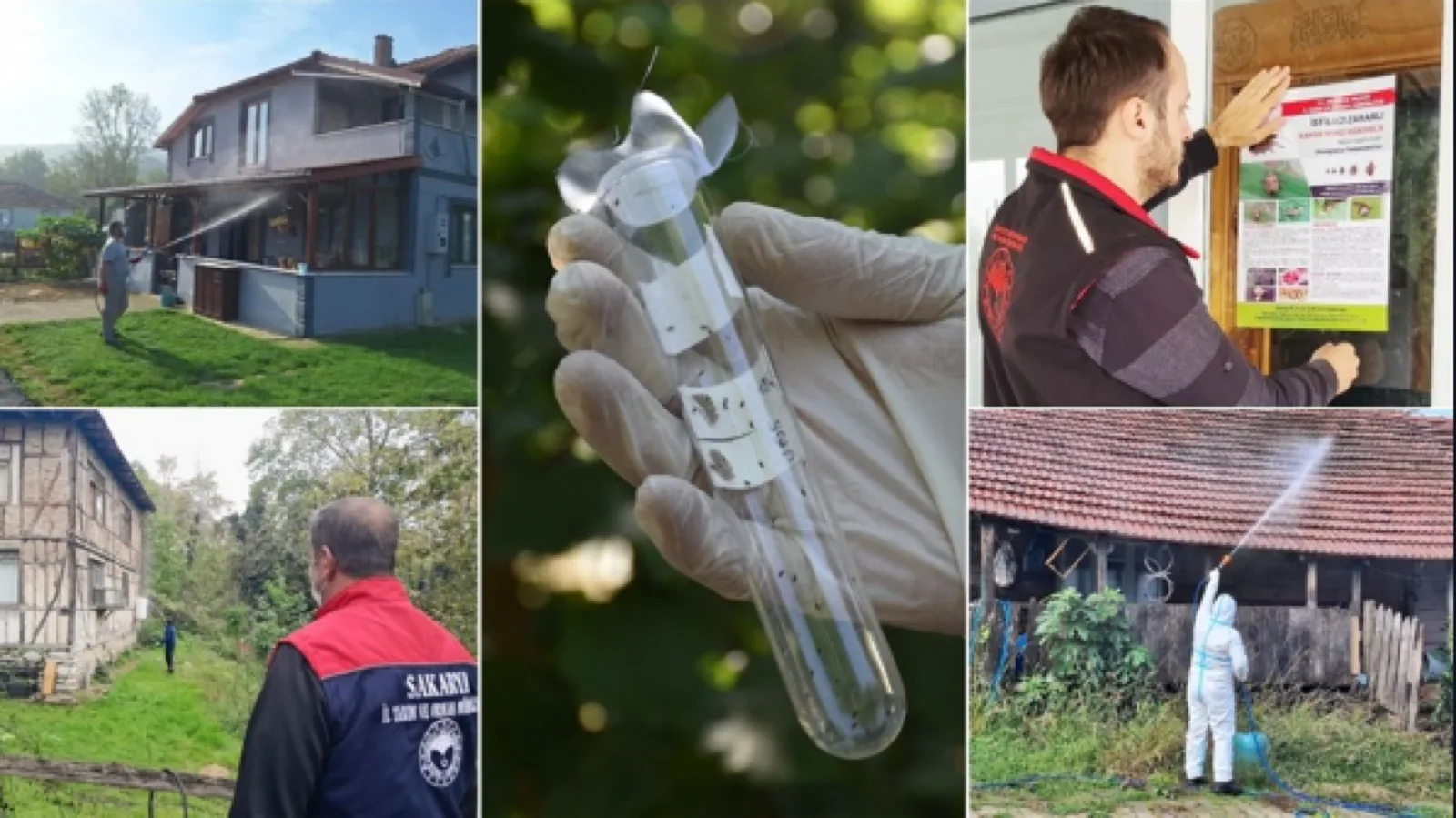 Kokarca Böceği Zararları ve Mücadele Yöntemleri